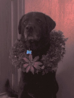 Dog in a christmas wreath, in dark grey-sepia, with solitary blue dogtag.
